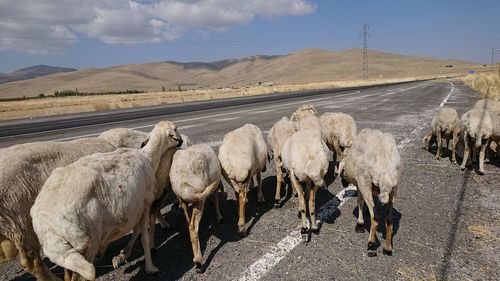 Panoramic view of people on road against sky