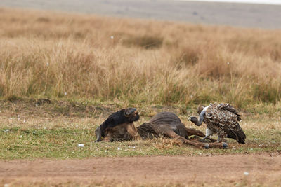 White-backed vulture eating a wildebeest kill