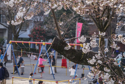 Group of people on cherry blossom