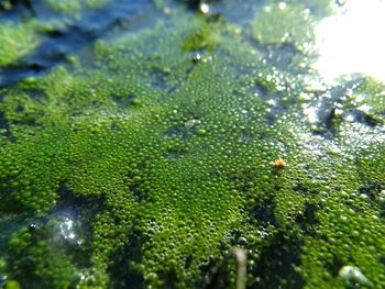 Close-up of wet tree