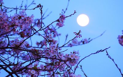 Low angle view of flower tree against sky