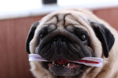 Close-up portrait of dog