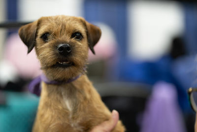 Close up of a puppy looking at the camera in shallow depth of field