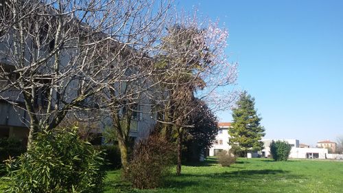 Low angle view of tree against sky