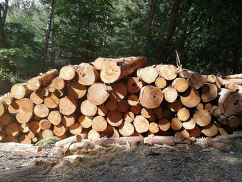 Stack of logs in forest