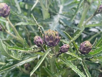 Close-up of purple flowering plant