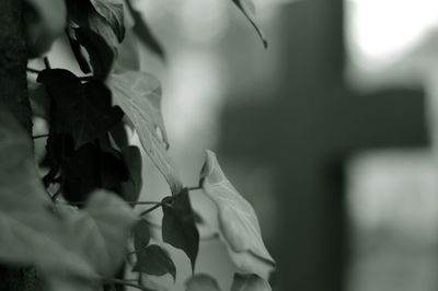 Close-up of flowering plant against blurred background