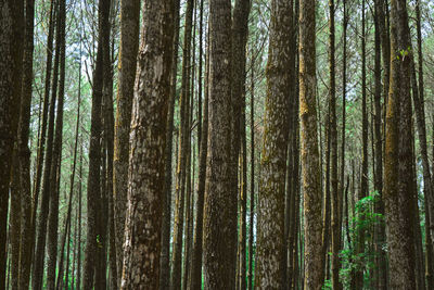 Pine trees in forest