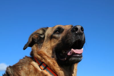 Low angle view of dog looking away against blue sky
