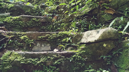 Close-up of lizard on tree