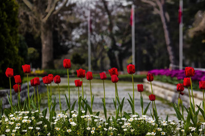 Close-up of red flowers blooming in field