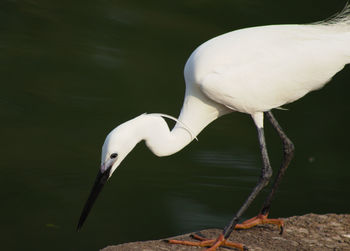 Close-up of white bird perching on lake