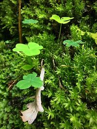 Close-up of green leaves