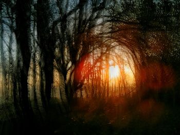 Trees in forest during sunset