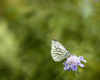 Close-up of butterfly pollinating on purple flower