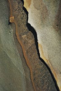 Full frame shot of tree trunk