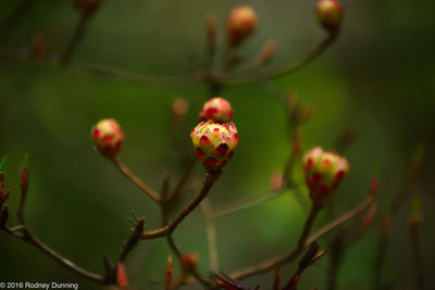 Close-up of red flowers