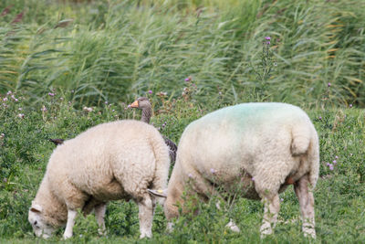 Sheep grazing in a field