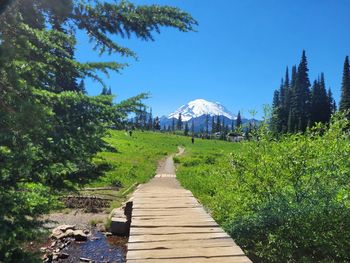 Path across alpine meadow with snowcapped mountain 