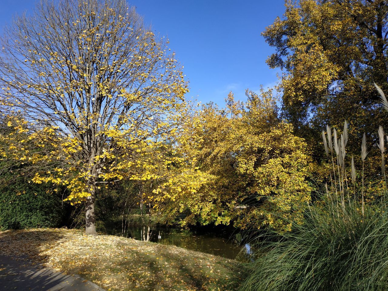 TREES AGAINST CLEAR BLUE SKY