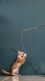 Cat sitting on table