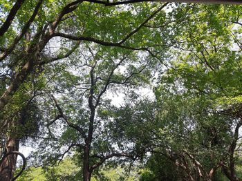 Low angle view of trees in forest