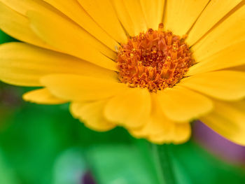 Close-up of yellow flower
