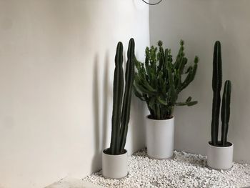 Close-up of potted plant on table against wall