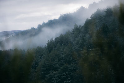 Trees in forest against sky