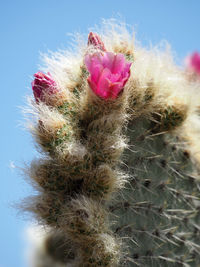 Close-up of fresh pink cactus flower