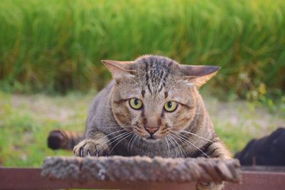 Close-up portrait of cat