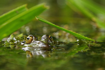 Close-up of frog in lake