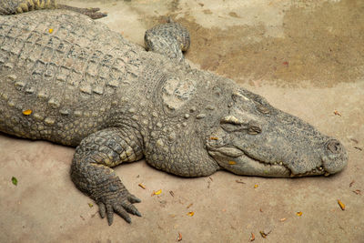 View of animal lying on land