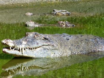 Crocodiles swimming in lake