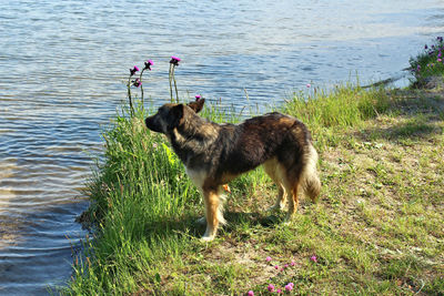 Dog standing in water