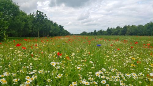 Flowers growing in field