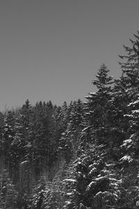 Trees in forest against clear sky during winter