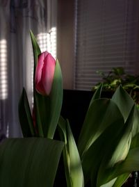 Close-up of pink tulip at home