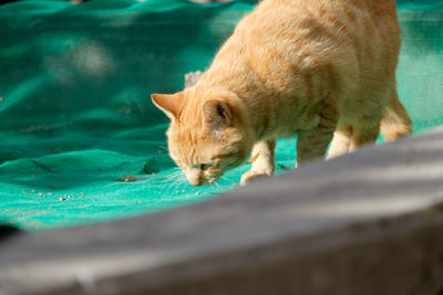 Close-up of cat