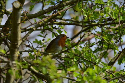 Low angle view of bird perching on tree
