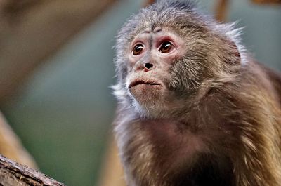 Close
-up of  monkey looking away