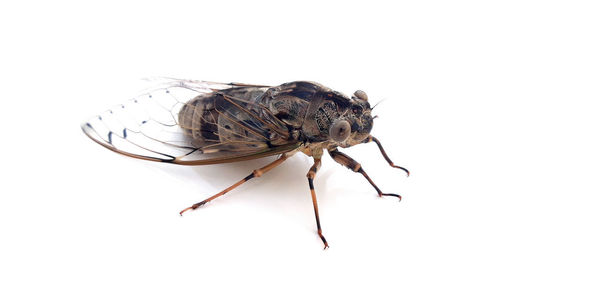 Close-up of fly on white background