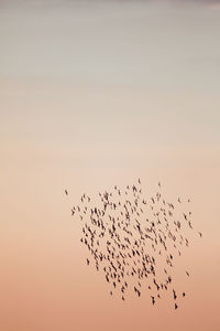 Low angle view of birds flying against sky during sunset