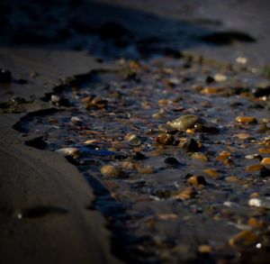 Close-up of crab on wet sand