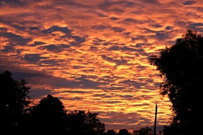 Low angle view of silhouette trees against orange sky