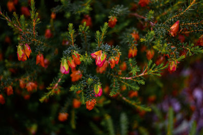Close-up of flowering plant