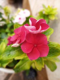 Close-up of pink flowering plant