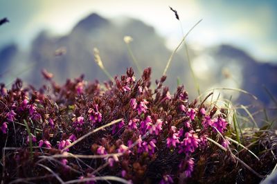 Close-up of pink flowering plants on field