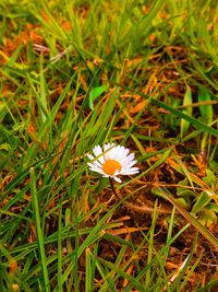 Close-up of white daisy flowers blooming in field