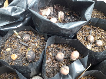 High angle view of shells in container